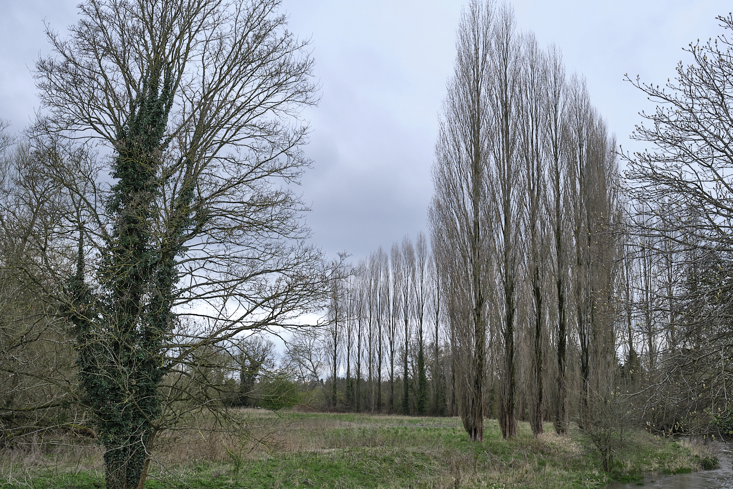 Treelines