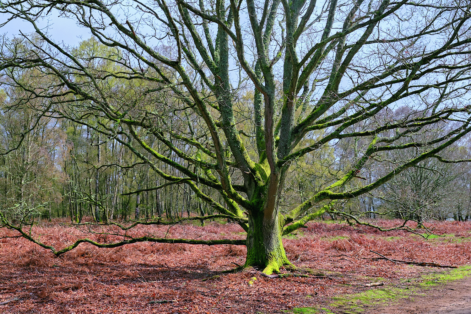 Two Green Trees