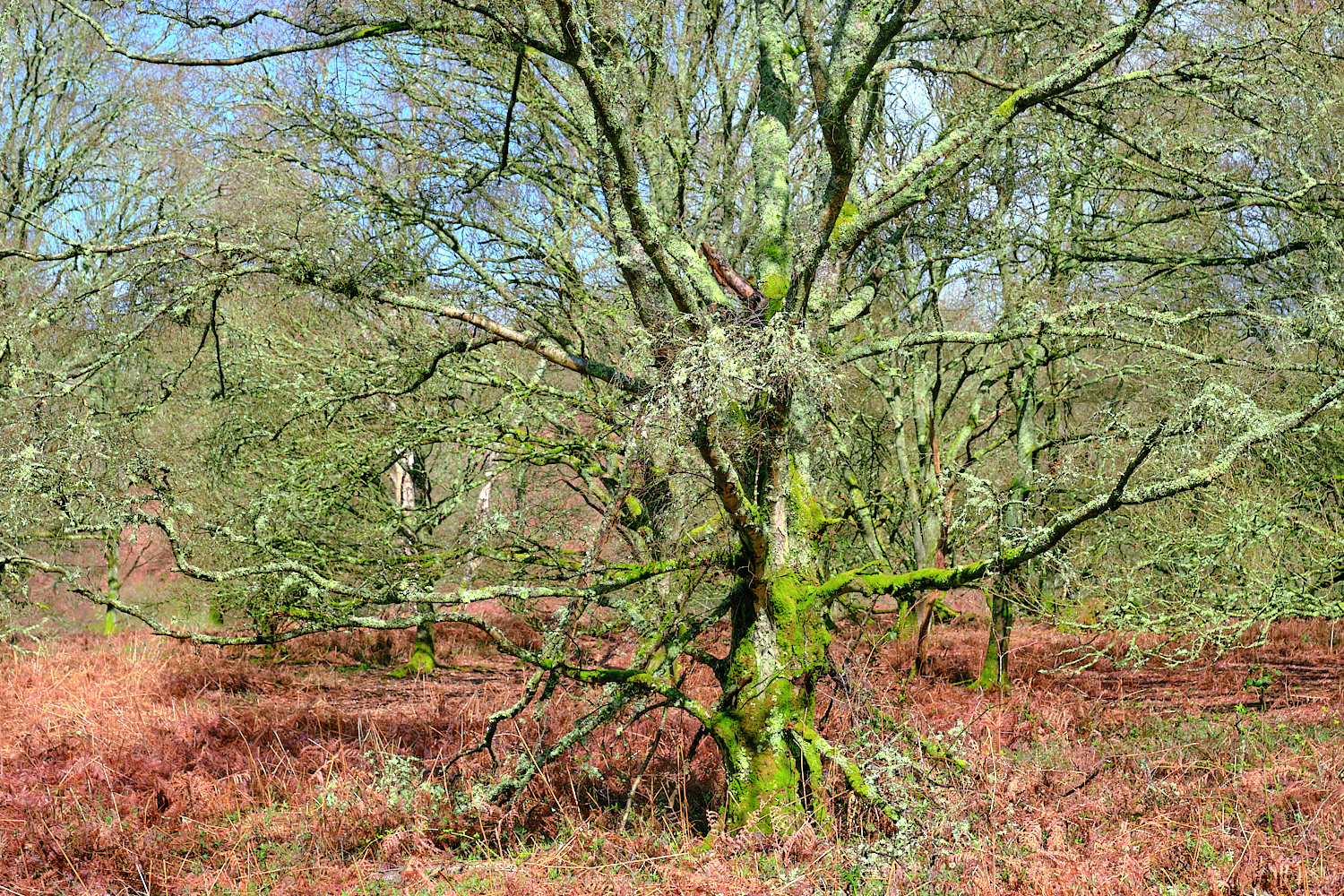 Two Green Trees