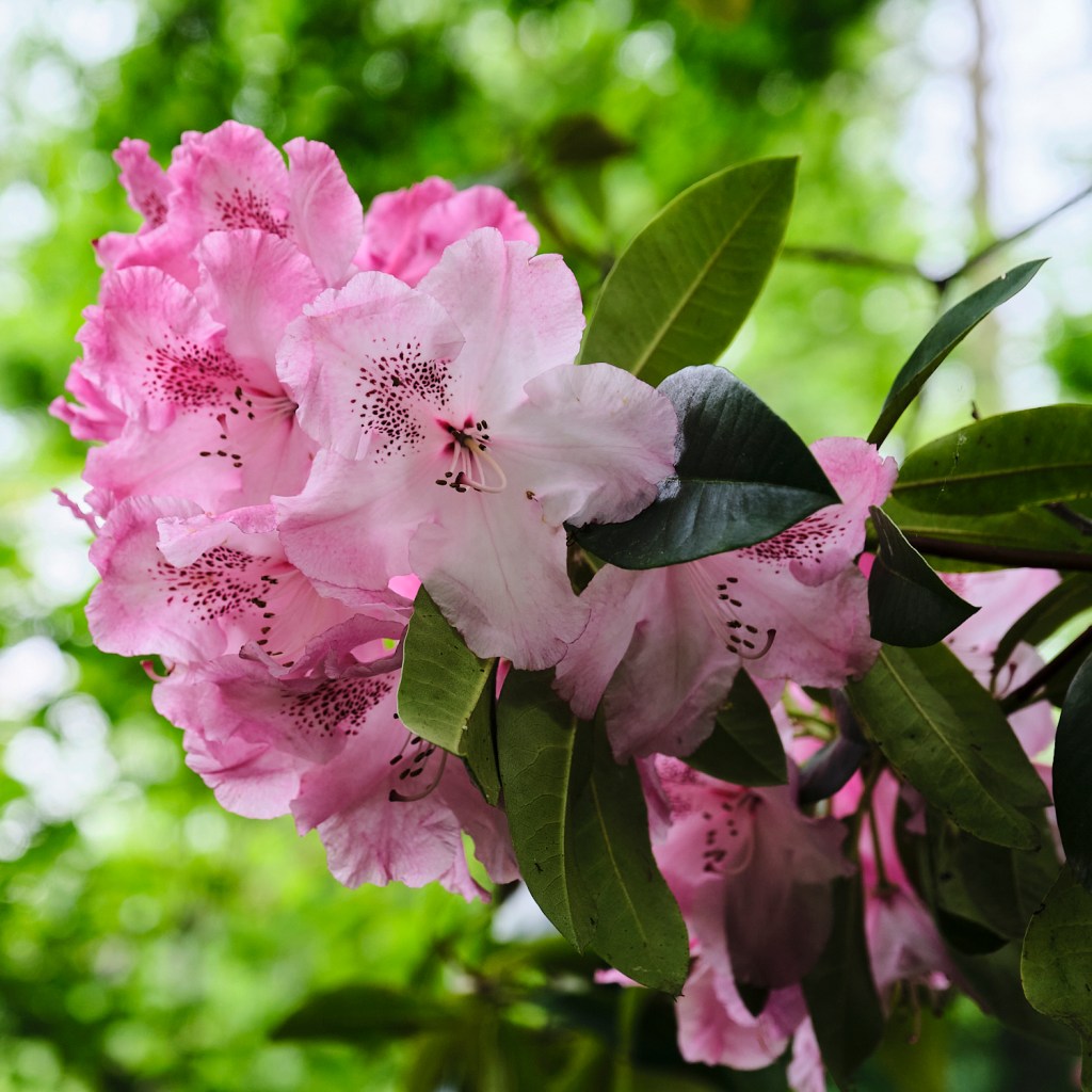 Some Purdy Flowers